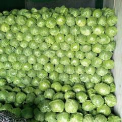 大棚精品绿甘蓝