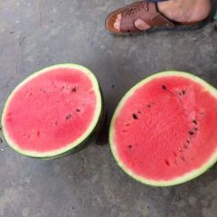 露天西瓜大量上市