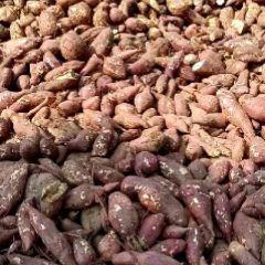 邹城济薯26大量上市