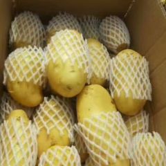 辽宁绥中早大白，中暑，荷兰15，5月到8月大量上