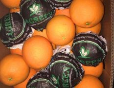 广州江南水果交易市场一手货源现货批发埃及橙