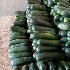 广西南宁坛洛地冬瓜上市