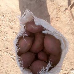 大美青云，供货全国。