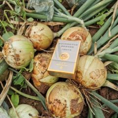 黄皮洋葱八厘米以上出售