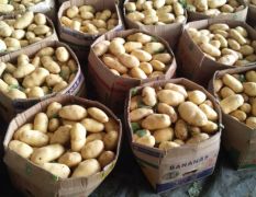 荷兰十五土豆大量上市