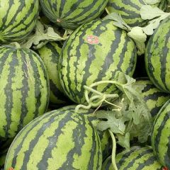 品种有 鲁青 优美 超甜