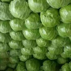 甘蓝大量上市，市场走俏