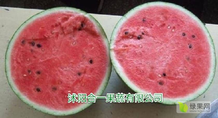 特小凤价格