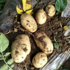 新鲜土豆大量上市便宜卖咯