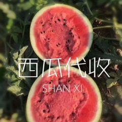陕西大棚甜王西瓜5月10号左右上市