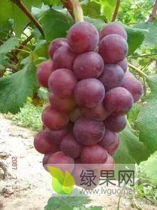 欢迎各经销商前来采购