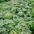 山东莘县西瓜蔬菜基地，各种各样的蔬菜