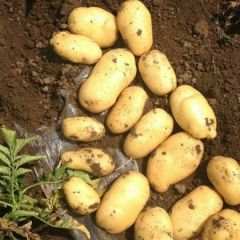 唐山 三大块土豆 大量开始供应