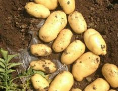唐山 三大块土豆 大量开始供应