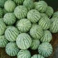 河南夏邑大量8424西瓜即将上市