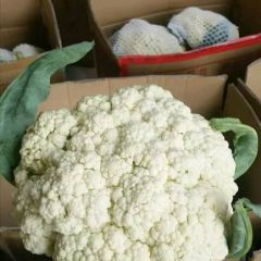 雪白有机花菜，精品货