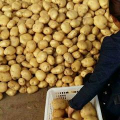 万亩土豆即将大量上市