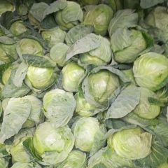 2019大理市甘蓝今年价格有看点