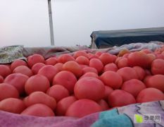 中国最大的西红柿主产区