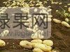 供应辽宁省凌海市荷兰土豆，品种有荷兰7和15等