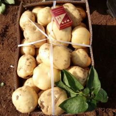 中暑五号现已大量上市