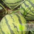 河南省睢阳区李口镇西瓜之乡无公害绿色西瓜