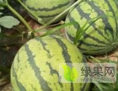 河南省睢阳区李口镇西瓜之乡无公害绿色西瓜