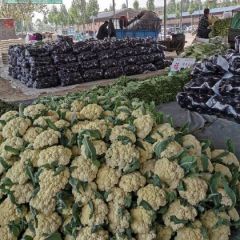 抓紧联系我啊，大量上市啊，有需要的抓紧了啊！