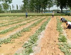 批量出售自家西瓜