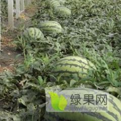 供应辽宁凌海大棚西瓜 安生康庄 帝王1号大量