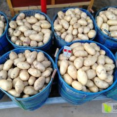 大量收购2—4两土豆