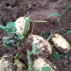 滕州荷兰十五土豆急需出售有意者请联系