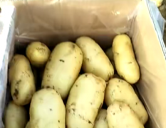 山东泗水大棚土豆价格下滑 供不应求