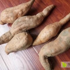 云南灰薯紧急处理 口感非常好