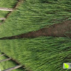 2019坊子大葱 葱苗曰本钢葱硬度好