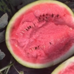 冀鲁豫三省交界处西瓜甜王大量上市