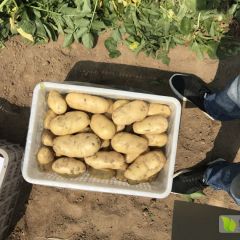 滕州土豆大批量上市