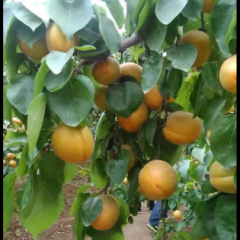 陕西金太阳杏价格大荔县早熟杏子价格金太阳杏产地