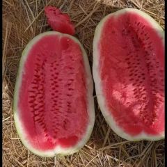 2025 年宁夏西瓜代办宁夏中卫硒砂瓜代收