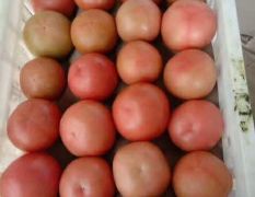滑县大量精品西红柿上市