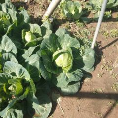 滦南县供应中甘21品质优良 同时还有陆地西红柿