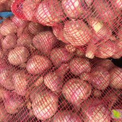 代办大量上市洋葱代收