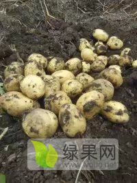 黑龙江土豆供应商