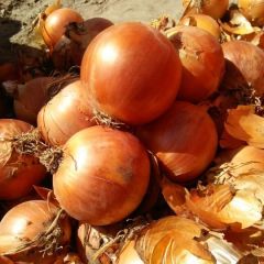 甘肃洋葱代办诚信与您合作！(有图有真相）