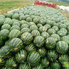 陕西蒲城西瓜火爆订购中
