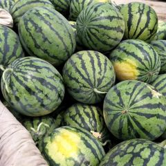 砀山甜王西瓜 大量供货
