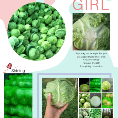 山西太谷甘蓝大量上市