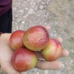 油桃大量上市。色泽好。口感好。