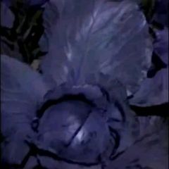 青州市大量供应紫甘蓝，量大质优。