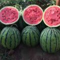 精品甜王5-8月份大量上市